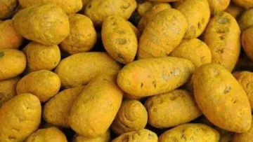 Bulb Turmeric Products Trading in Bhavani, Erode