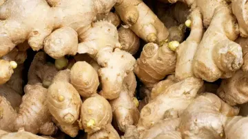 Ginger Products Trading in Bhavani, Erode, Tamilnadu