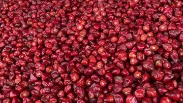 Small Dry Red Chilli Products Trading in Bhavani, Erode
